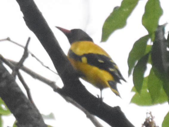 Black-hooded Oriole - ML641829829