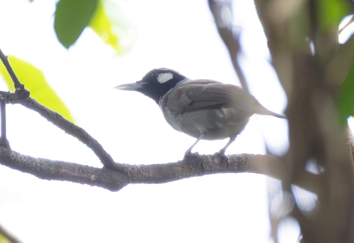 Black-throated Shrikebill - ML641829844