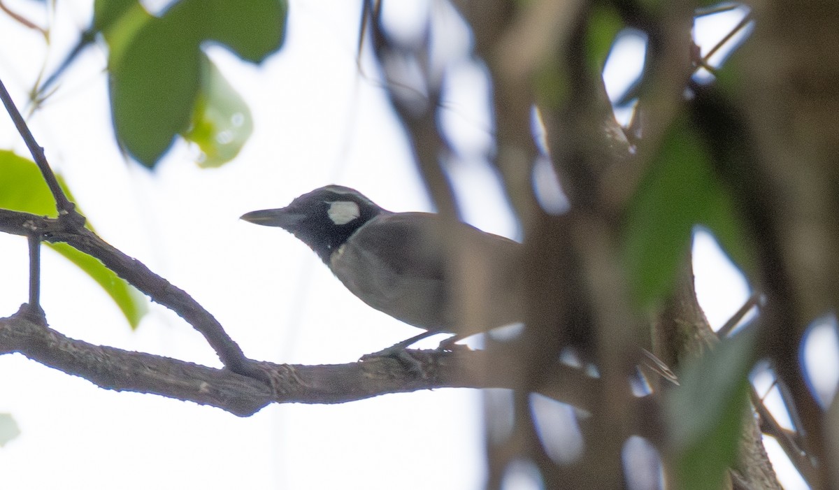 Black-throated Shrikebill - ML641829845