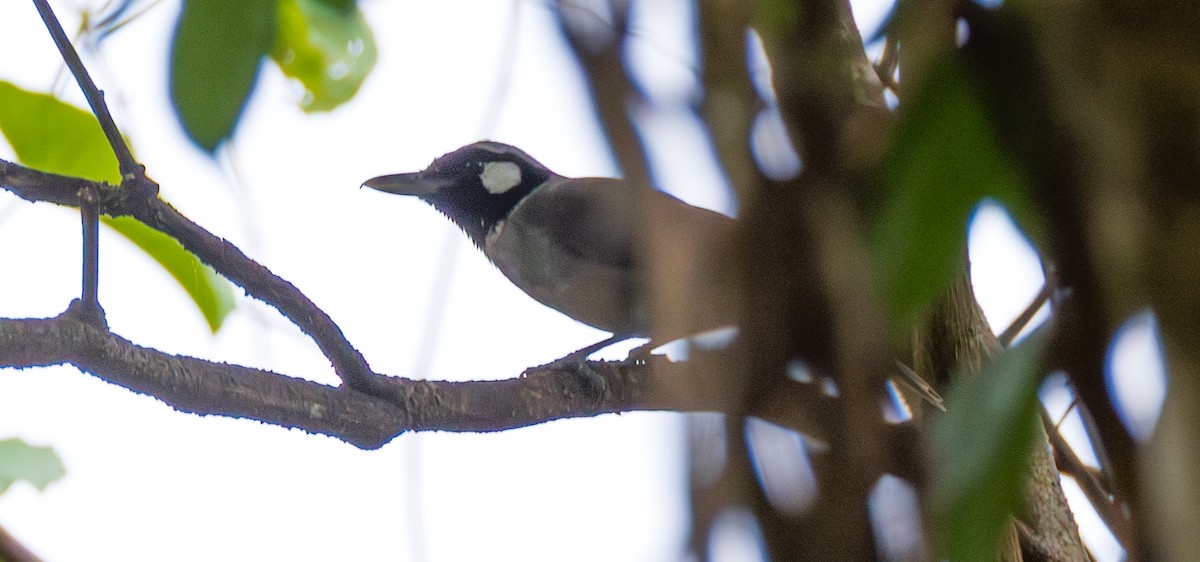 Black-throated Shrikebill - ML641829846