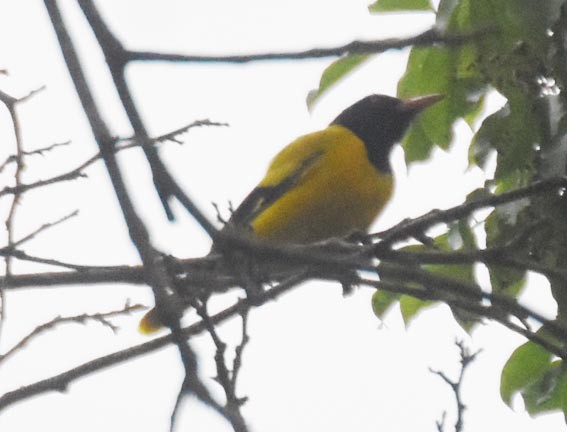 Black-hooded Oriole - ML641829853