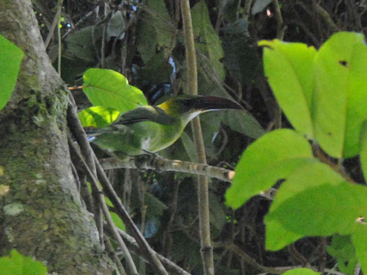 Groove-billed Toucanet - ML641829899
