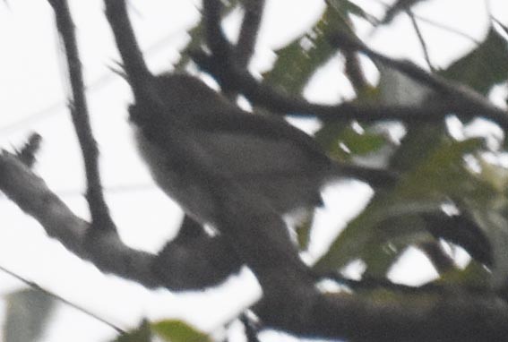 Common Tailorbird - ML641829940