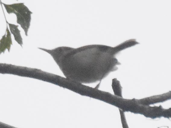 Common Tailorbird - ML641829953