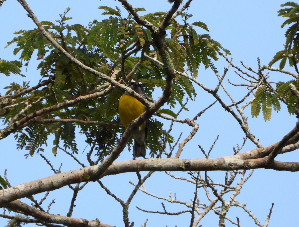 Bananaquit - ML641829973