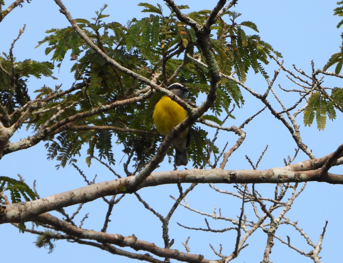 Bananaquit - ML641829975