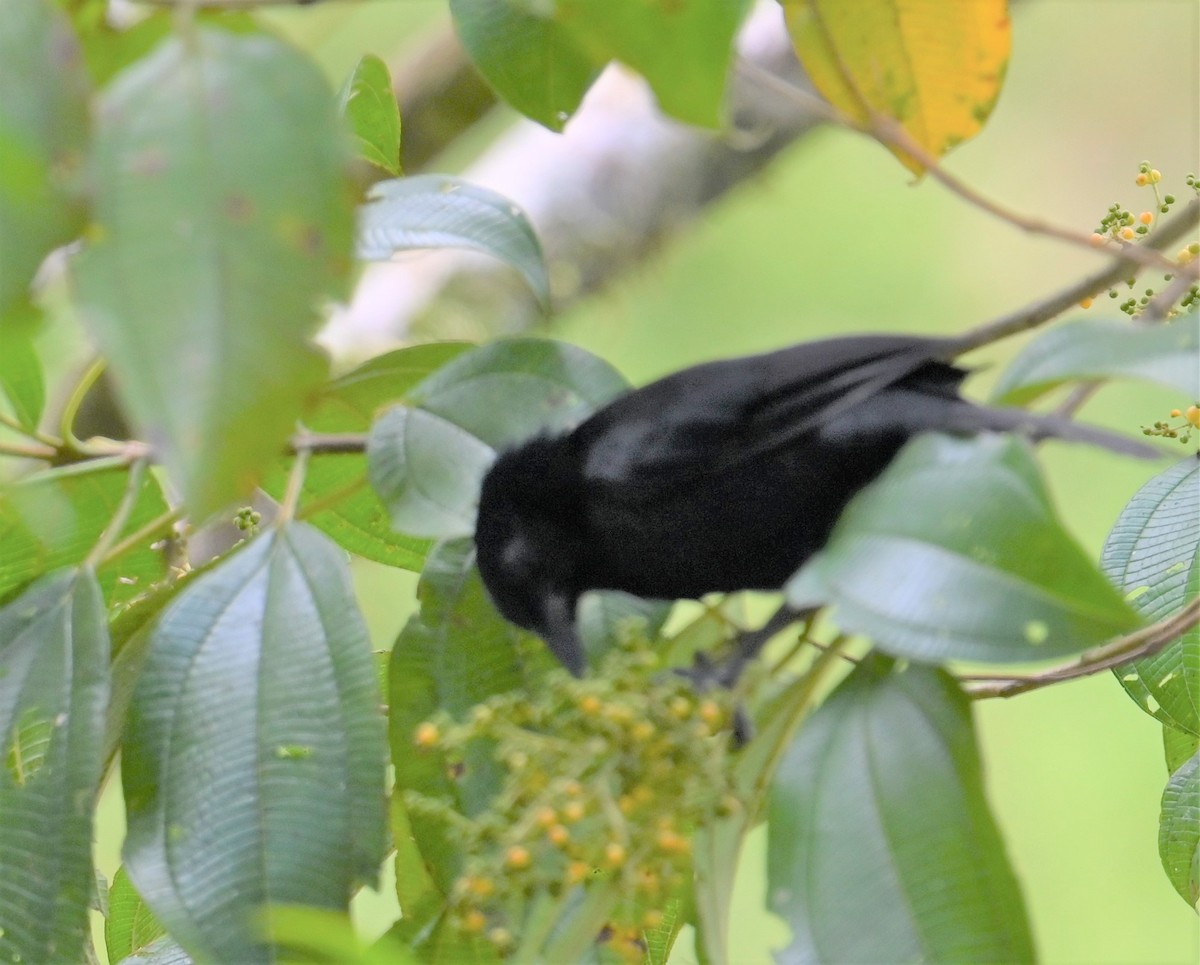 Melodious Blackbird - ML641830003