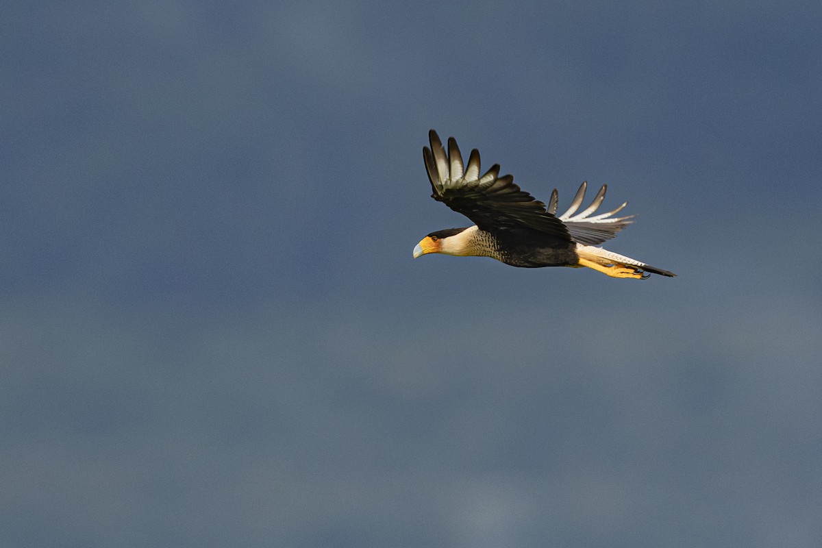 Crested Caracara - ML641830025