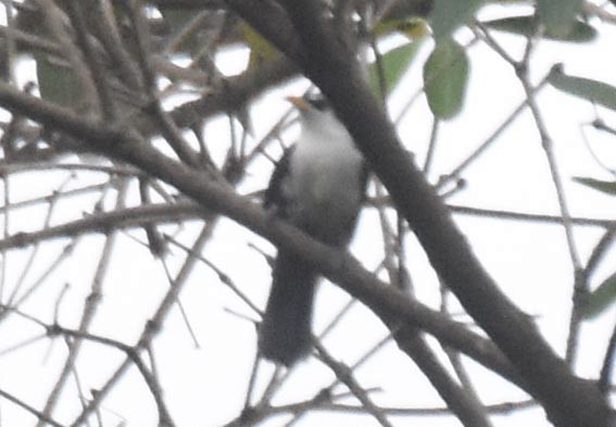 Sri Lanka Scimitar-Babbler - ML641830032