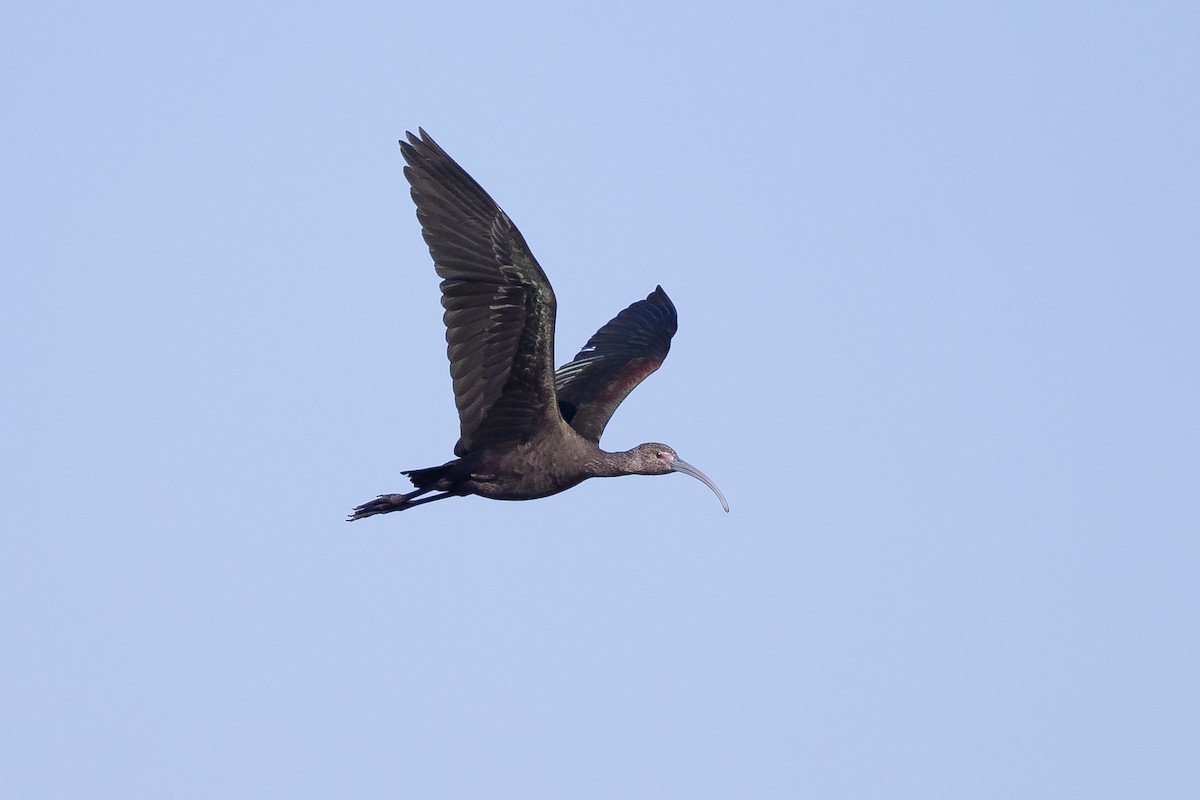 White-faced Ibis - ML641830040