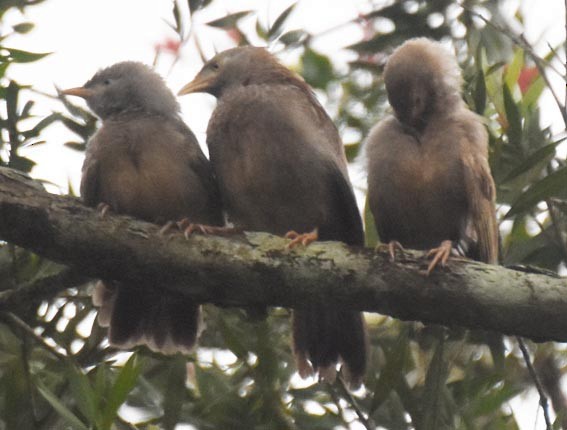Yellow-billed Babbler - ML641830051