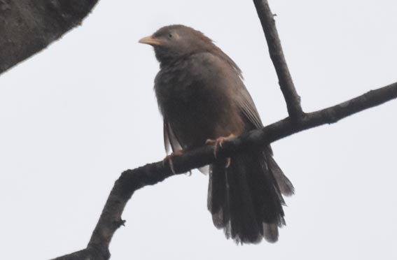 Yellow-billed Babbler - ML641830059