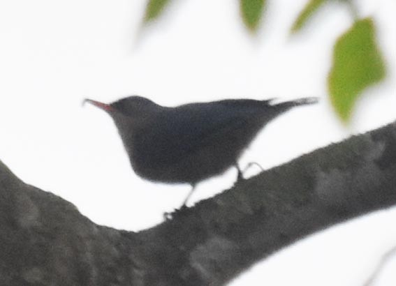 Velvet-fronted Nuthatch - ML641830077