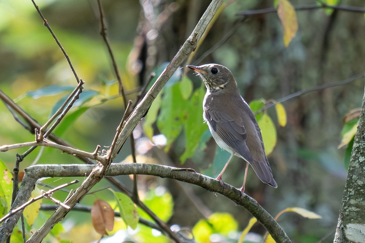 Gray-cheeked Thrush - ML641830091