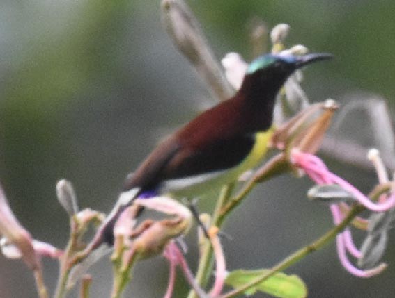 Purple-rumped Sunbird - ML641830094