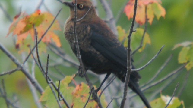 Rusty Blackbird - ML641830097