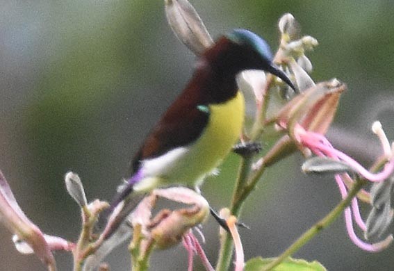 Purple-rumped Sunbird - ML641830098