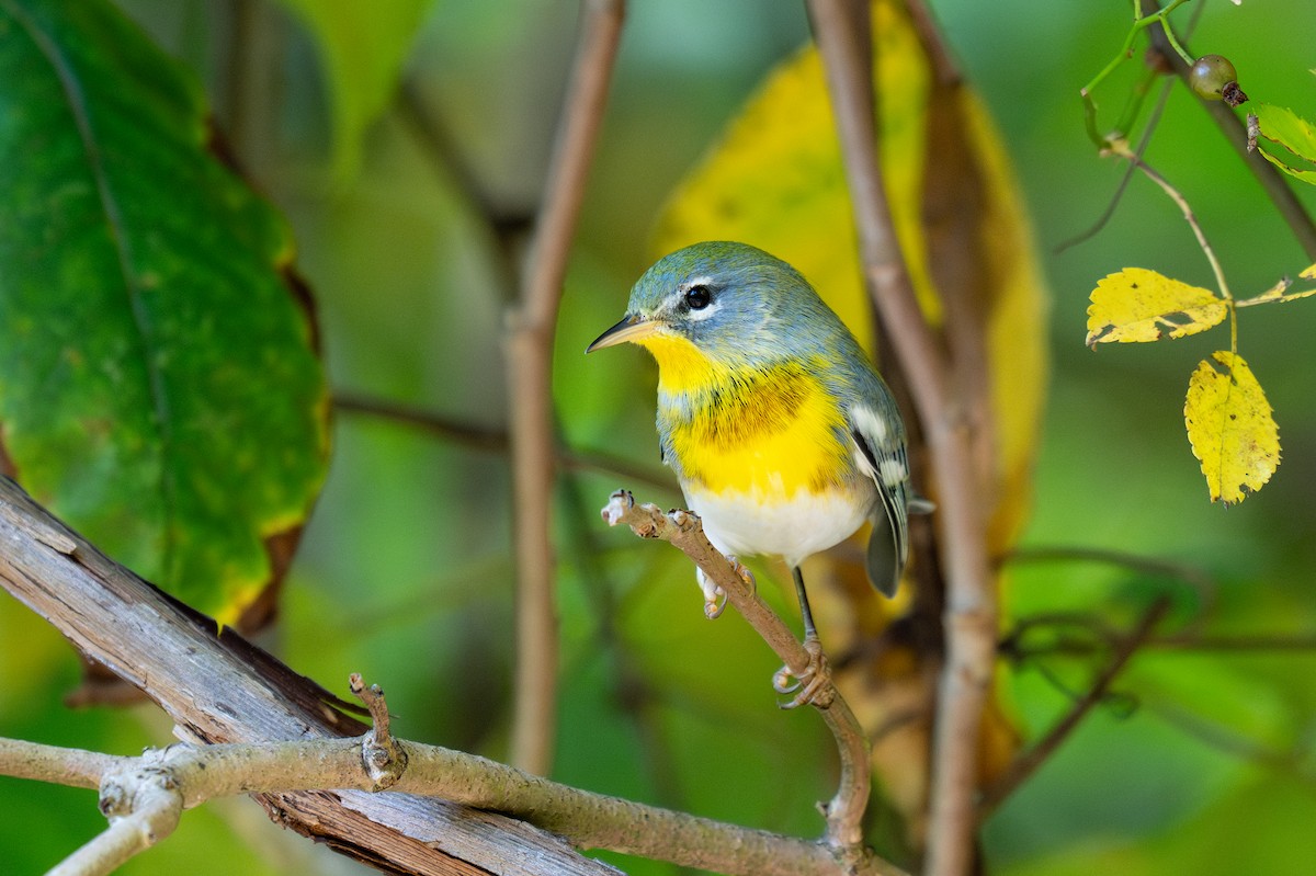 Northern Parula - ML641830101