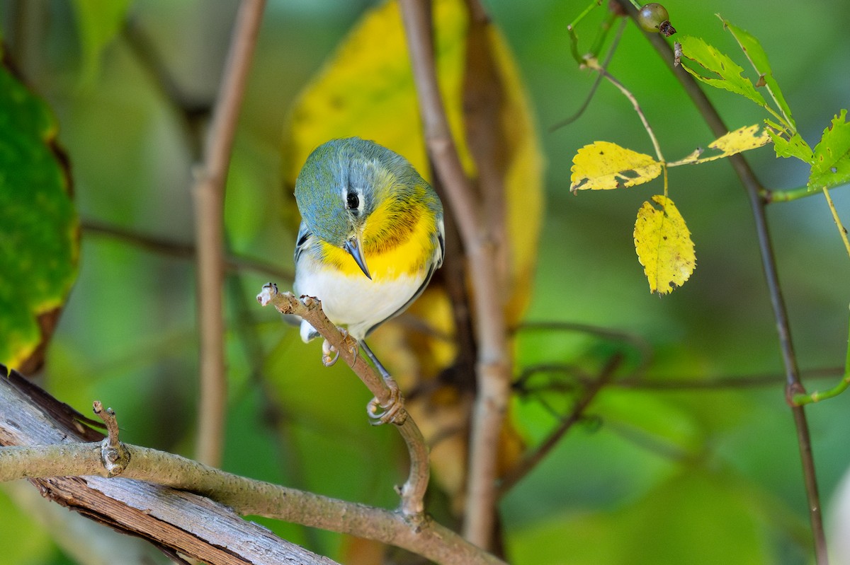 Northern Parula - ML641830102