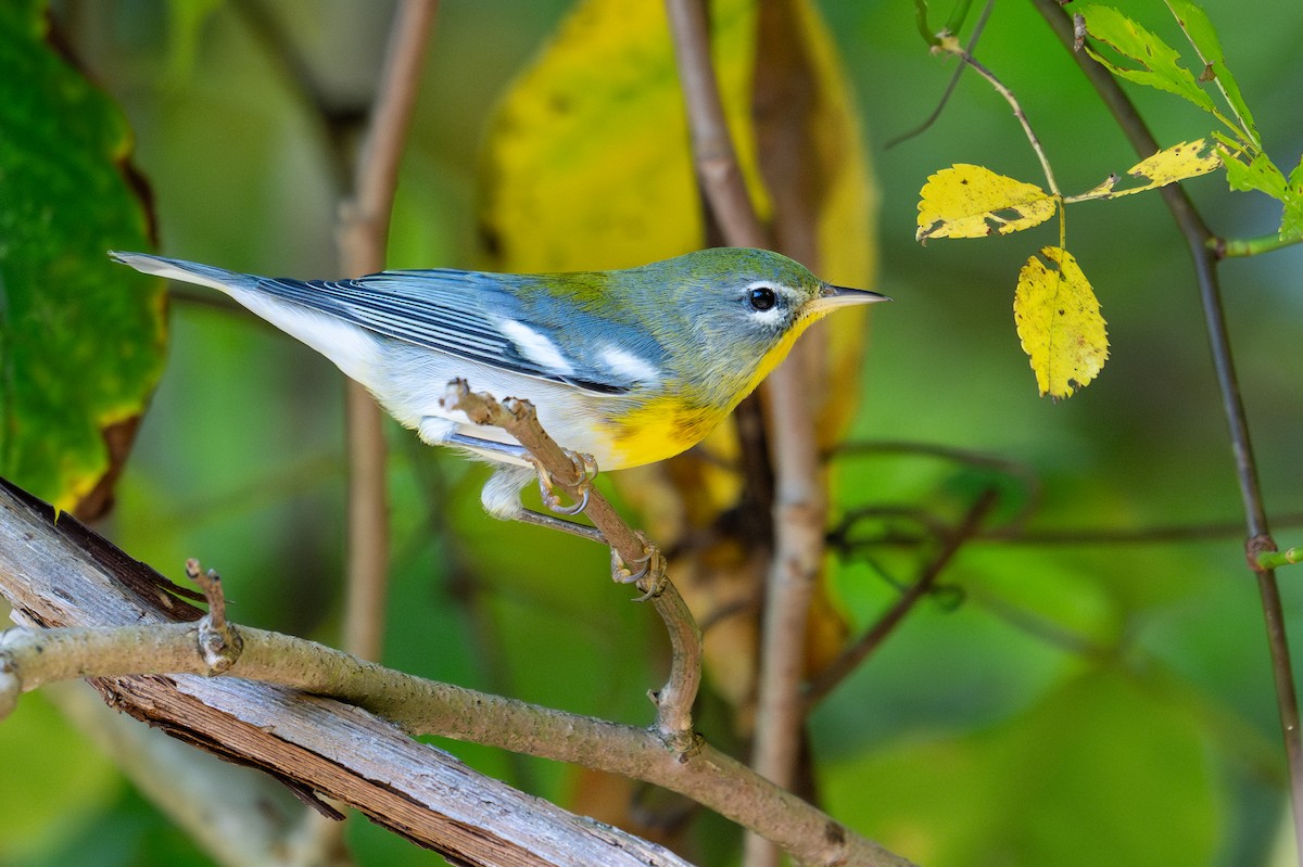 Northern Parula - ML641830103