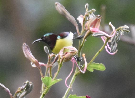 Purple-rumped Sunbird - ML641830109