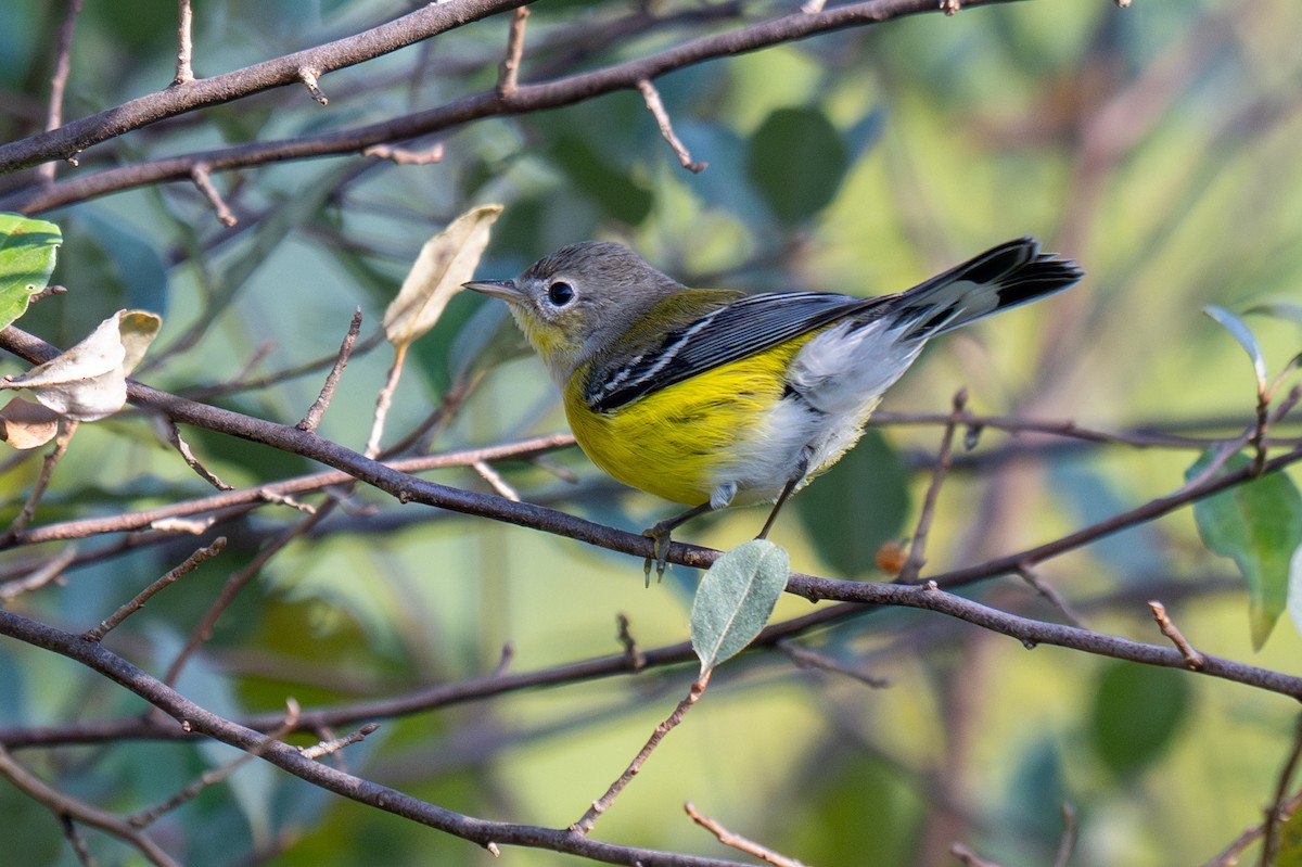 Magnolia Warbler - ML641830111