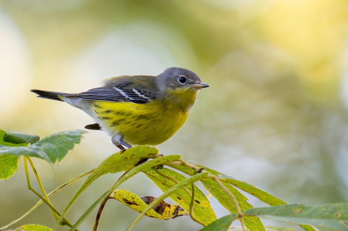 Magnolia Warbler - ML641830112