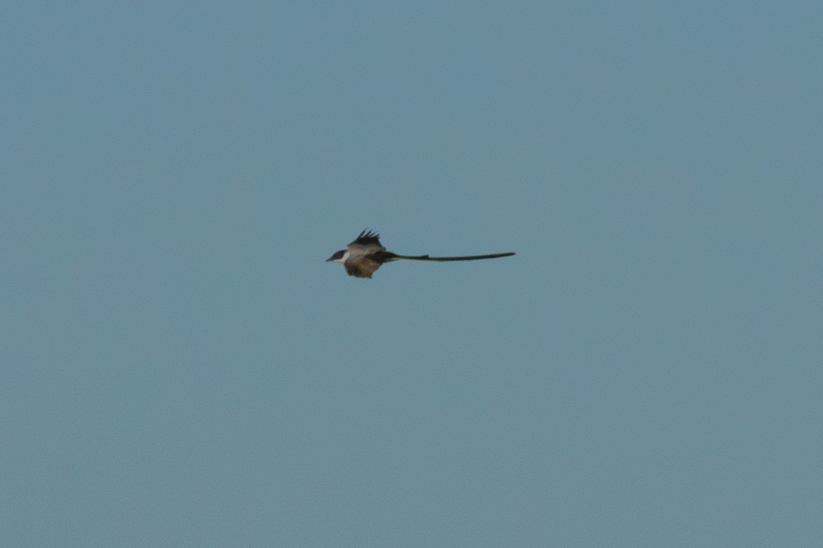 Fork-tailed Flycatcher - ML641830123