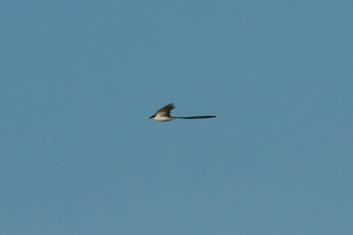 Fork-tailed Flycatcher - ML641830124