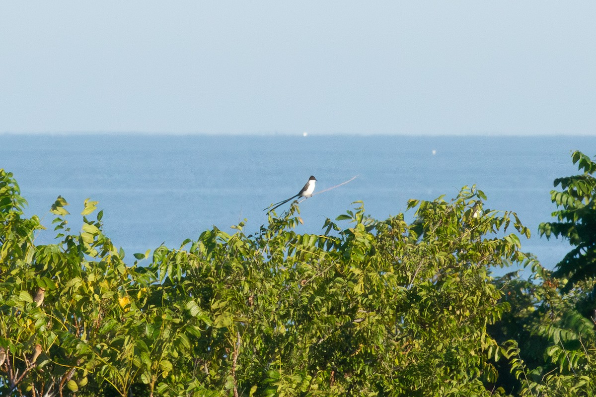 Fork-tailed Flycatcher - ML641830125