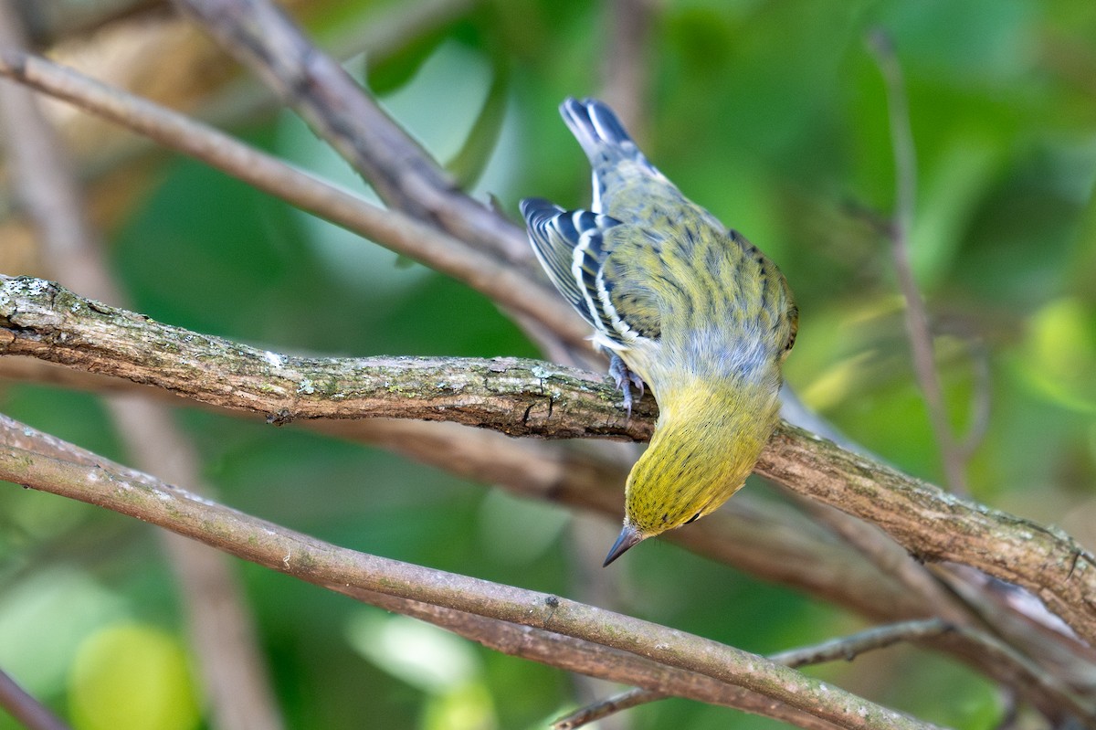 Bay-breasted Warbler - ML641830136
