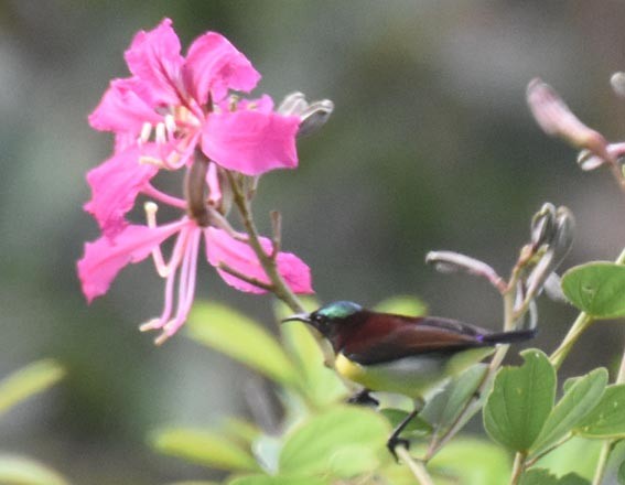 Purple-rumped Sunbird - ML641830141