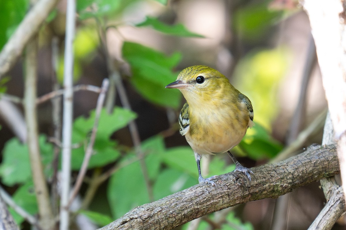 Bay-breasted Warbler - ML641830148