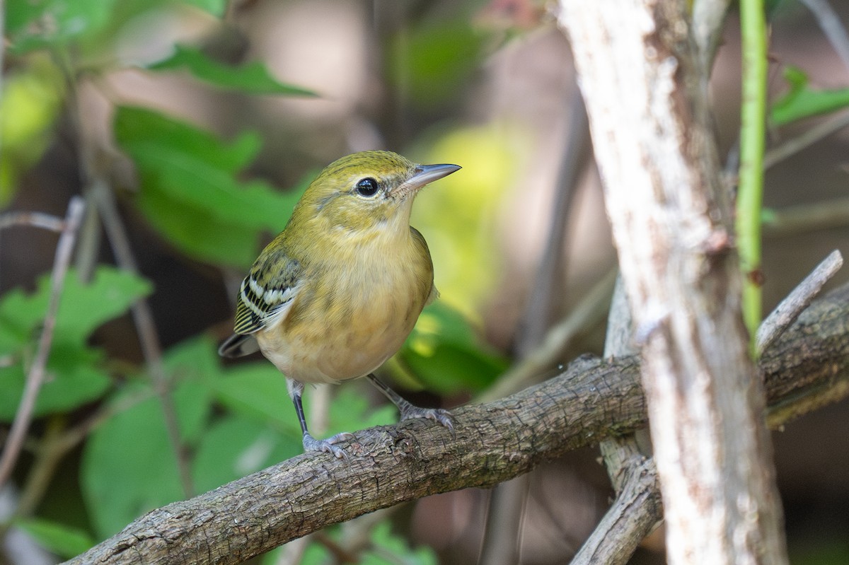 Bay-breasted Warbler - ML641830149