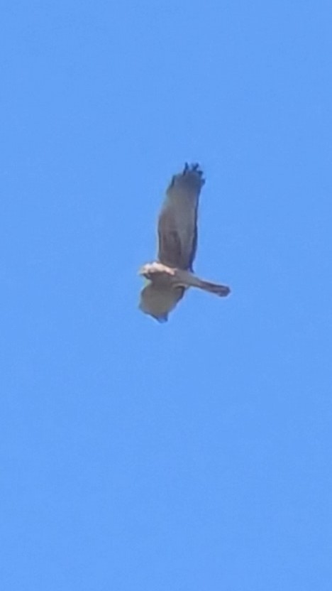 Little Eagle - ML641830152