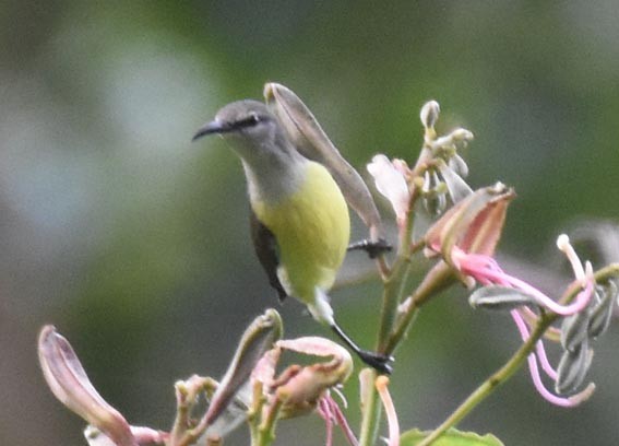 Purple-rumped Sunbird - ML641830153
