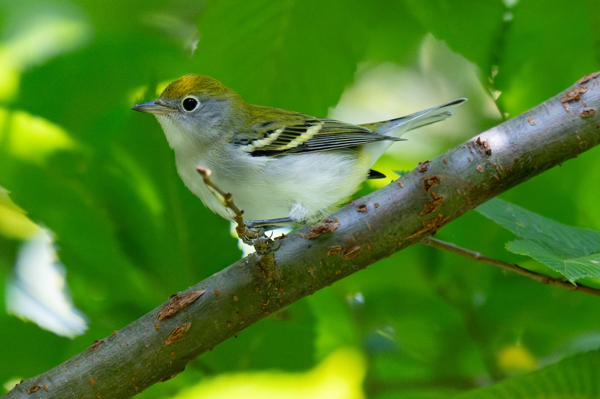 Chestnut-sided Warbler - ML641830157
