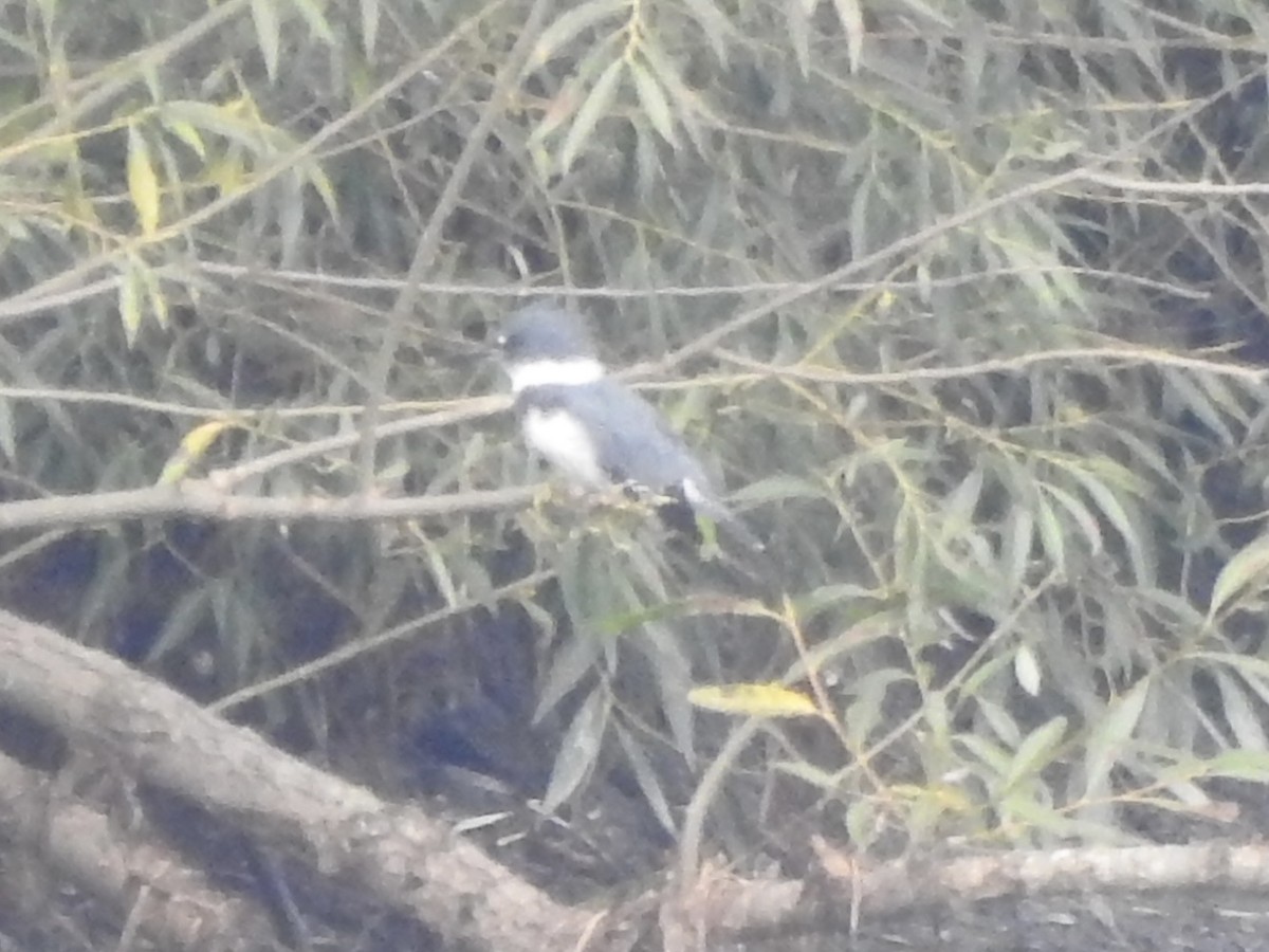 שלדג אמריקני - ML641830158