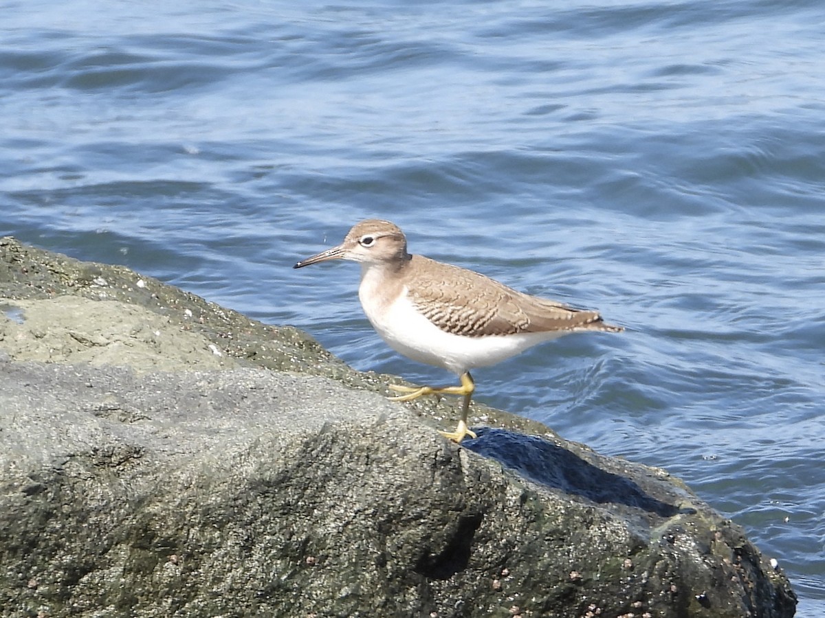 Spotted Sandpiper - ML641830161