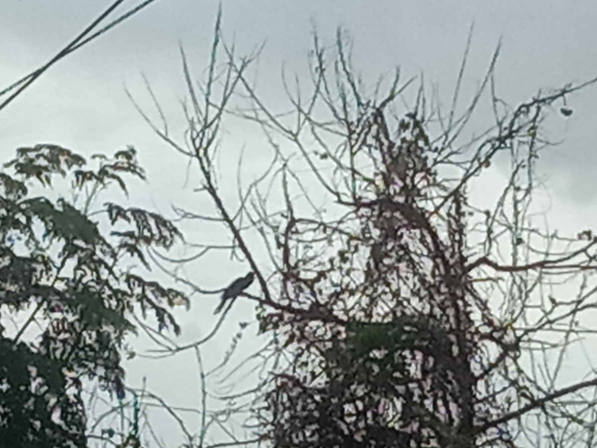 Asian Koel - ML641830169