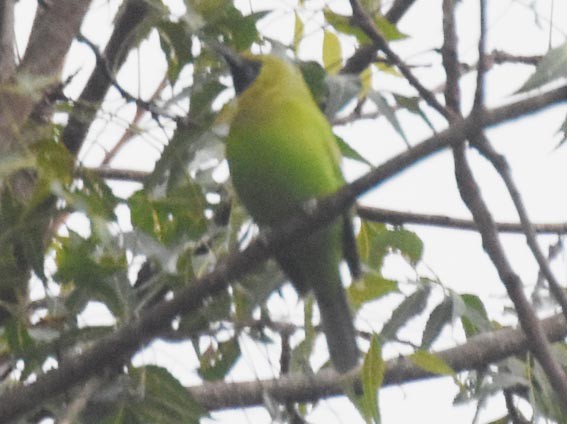 Golden-fronted Leafbird - ML641830170