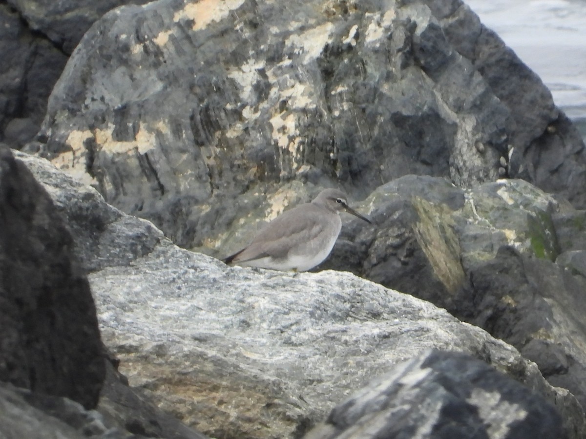 Wandering Tattler - ML641830171