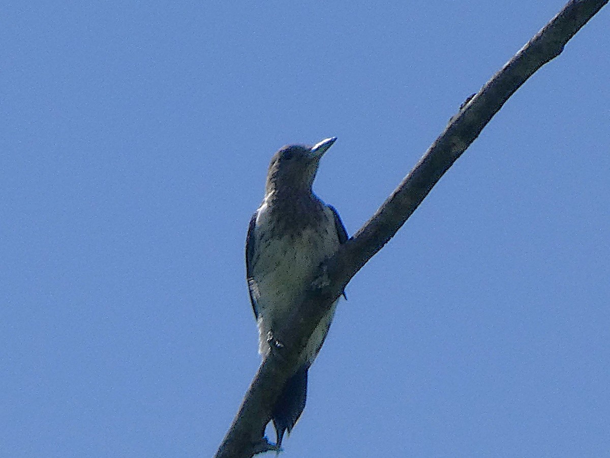 Red-headed Woodpecker - ML641830176