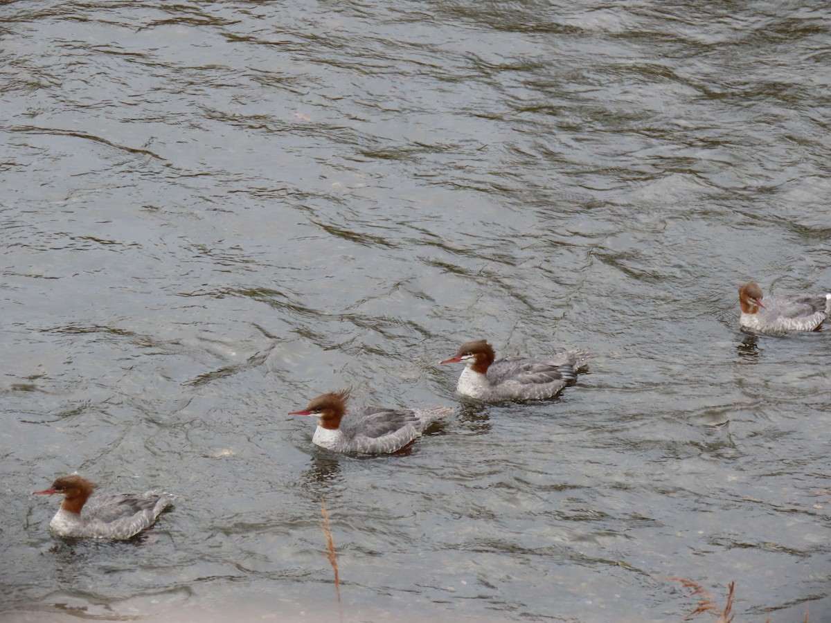 Common Merganser - ML641830178