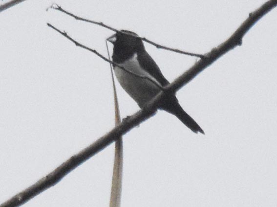White-rumped Munia - ML641830186