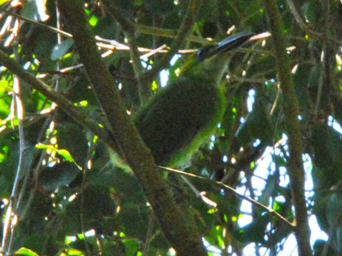 Groove-billed Toucanet - ML641830191