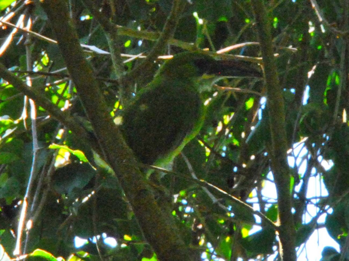 Groove-billed Toucanet - ML641830192