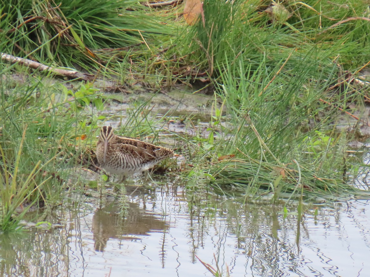 Wilson's Snipe - ML641830196