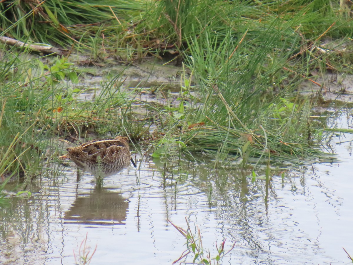 Wilson's Snipe - ML641830197