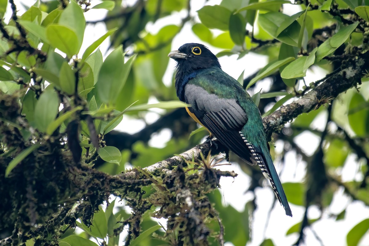 Gartered Trogon - ML641830206